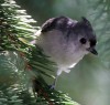 Bird Watching in Nepal